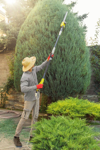 Best Lawn Irrigation Installation and Maintenance  in Cedar Hill, TX